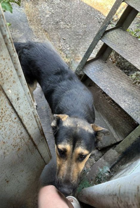 Отдам даром в добрве руки собаку метис овчарки и алабая