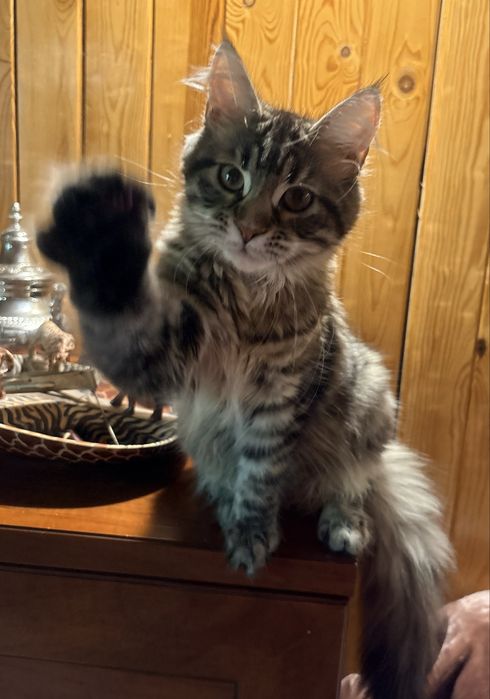 Mała KAPŁANKA piękna kotka maine coon SHK WCF
