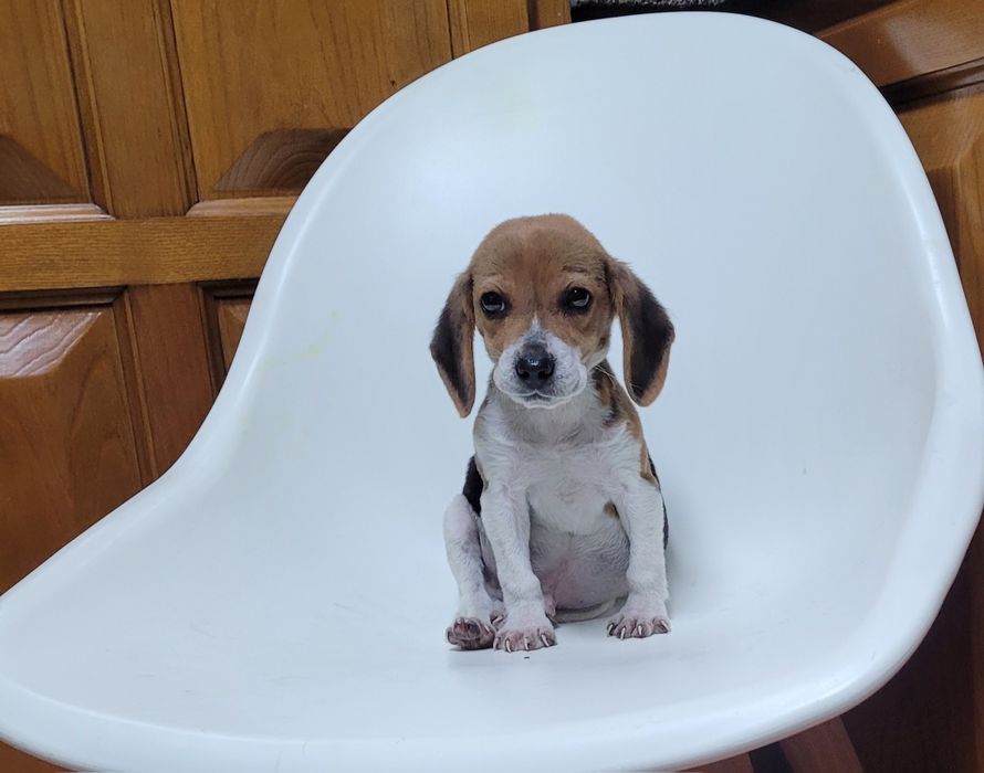 Cachorrinho beagle macho