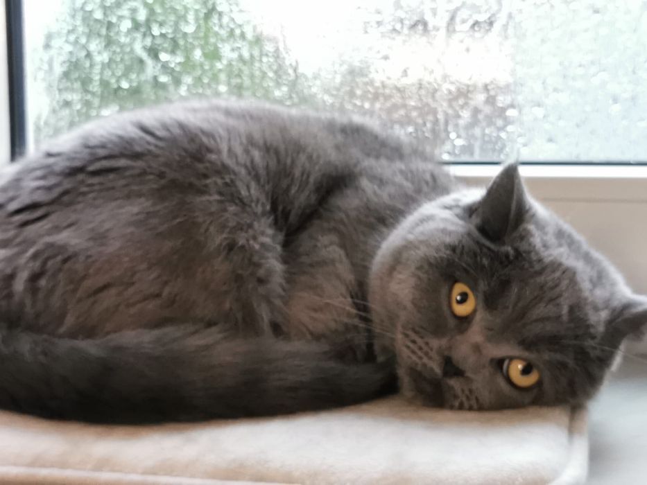 Oddam kotkę brytyjską PILNE