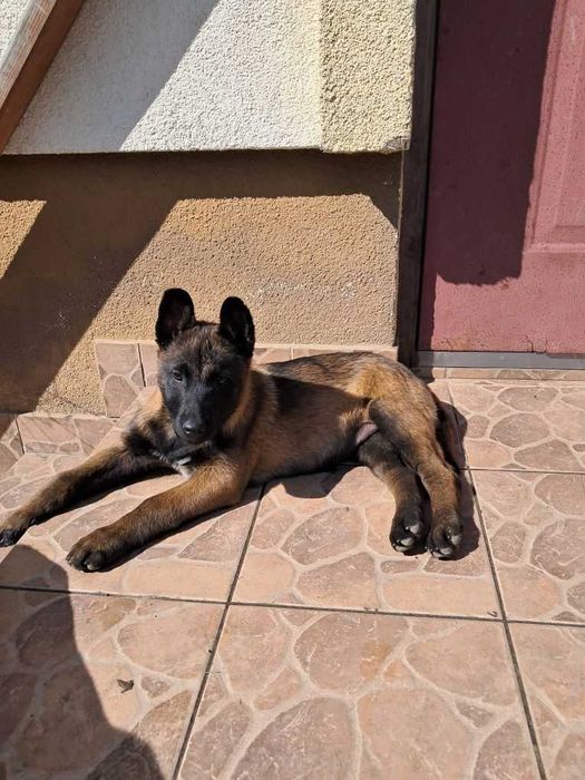 Яскраві цуценята породи бельгійська вівчарка малінуа з документами