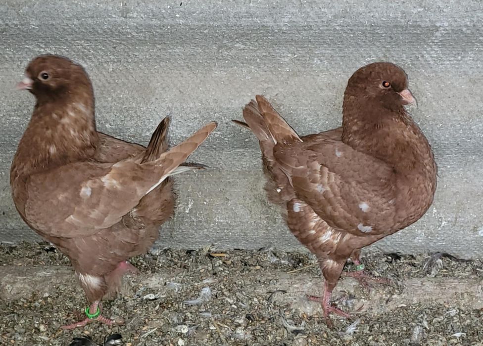 Gołębie king, kingi