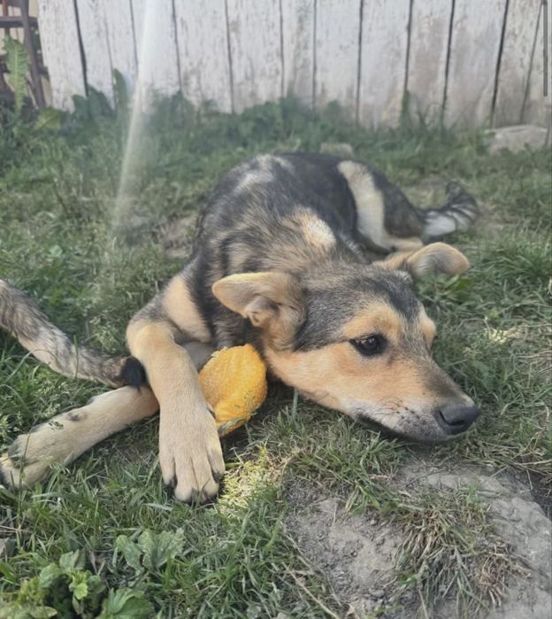 Шукаю дім для собак