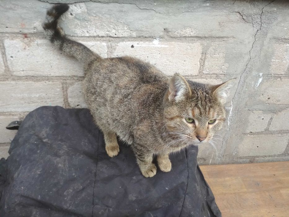 Кішку отдамо в хороші руки