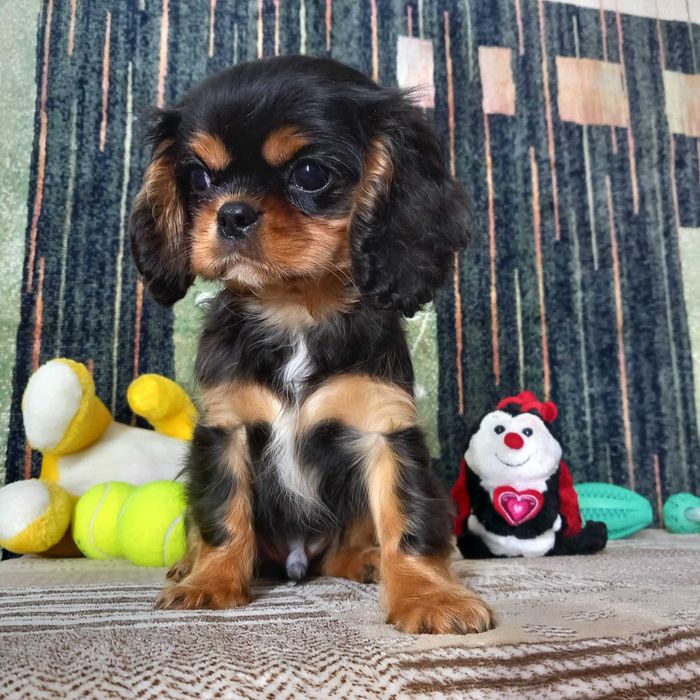 Кавалер кінг чарльз спаніель