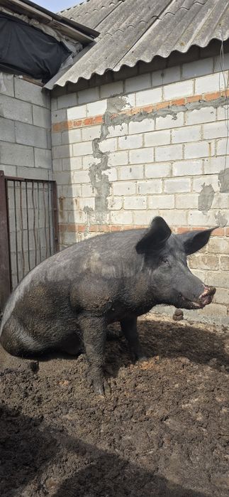 Продам робочого хряка