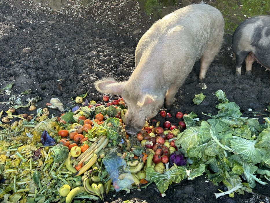 Vendo porcos para abate