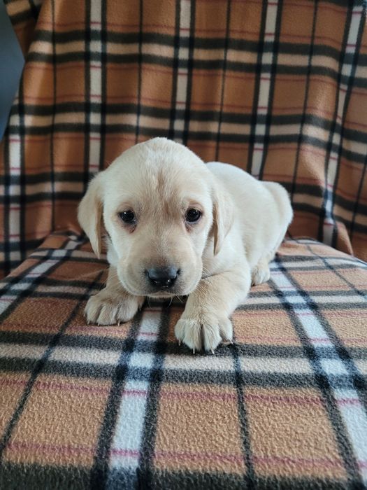 Piesek Labrador Retriever