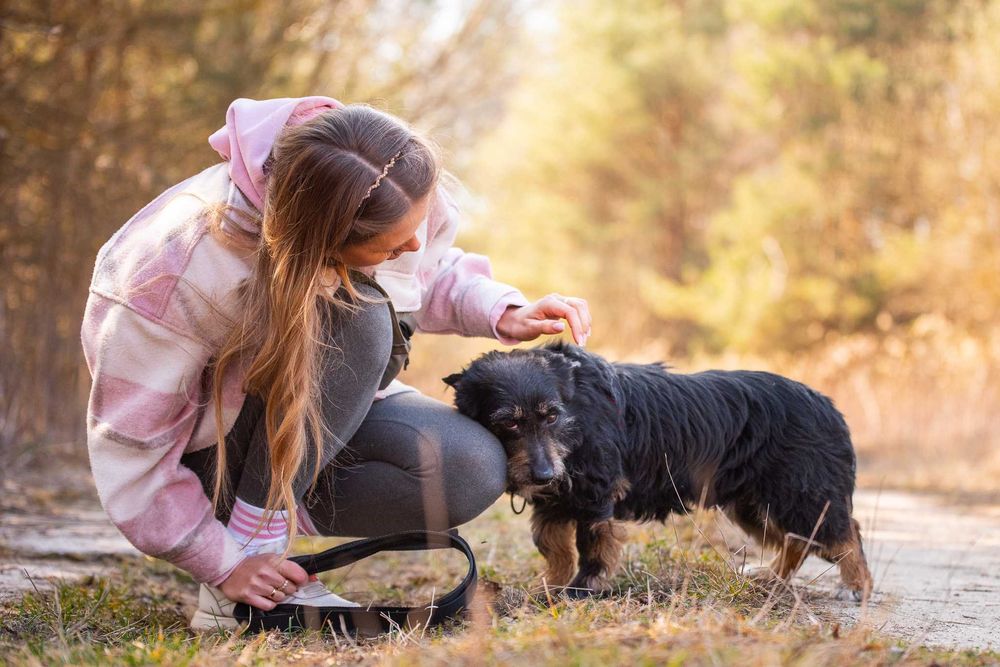Śliczny, łagodny, mały psiak w typie terreira - Pierrot do adopcji