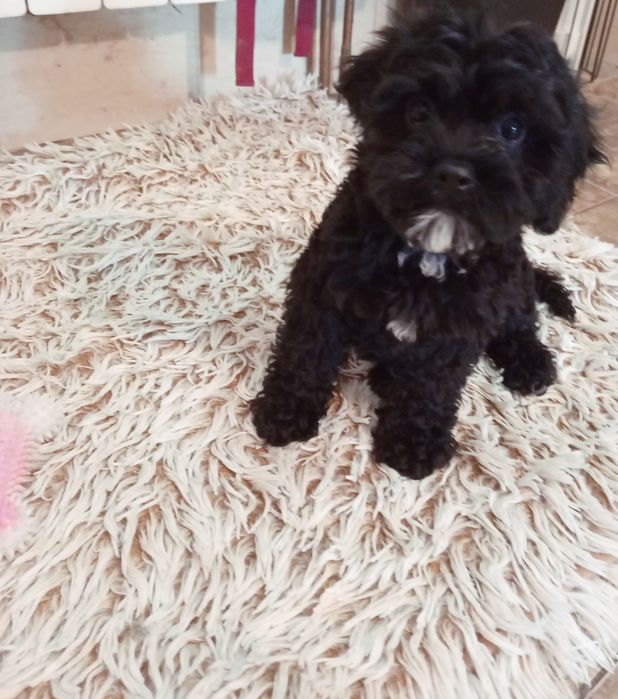 Szczeniak Cavapoo