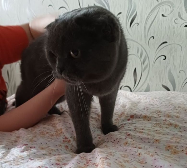 Отдам вислоухую кошку