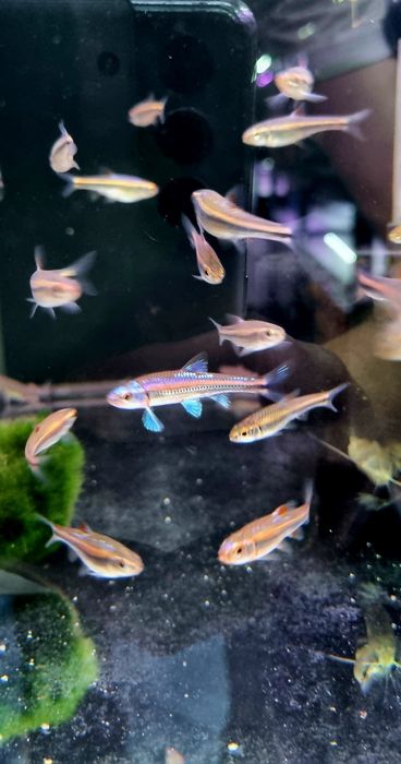 Notropis chrosomus (błyszczek tęczowy) (ślicznotka tęczowa)