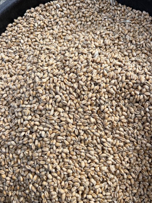 Pszenica ozima z dowozem transport