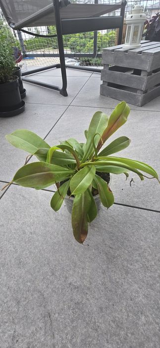 Roślina Dzbanecznik monkey jars