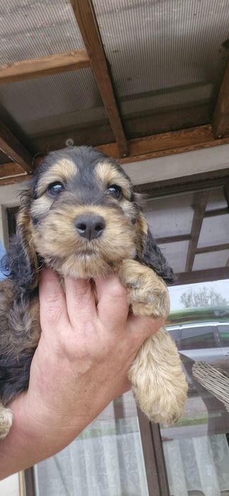 Cockapoo F1 cocer spaniel angielski  I pudel miniaturowy