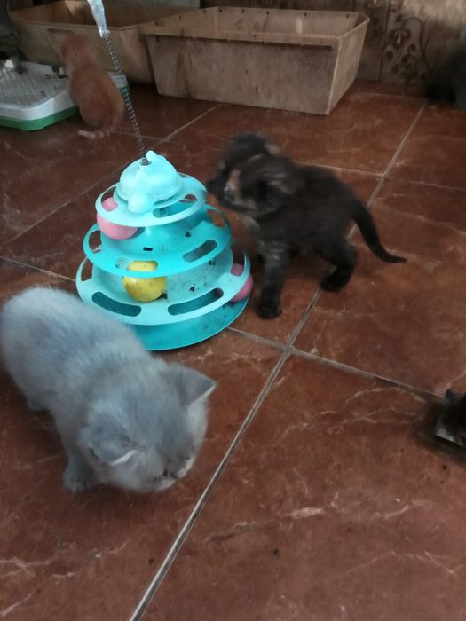 Котята шотландские страйт и фолд