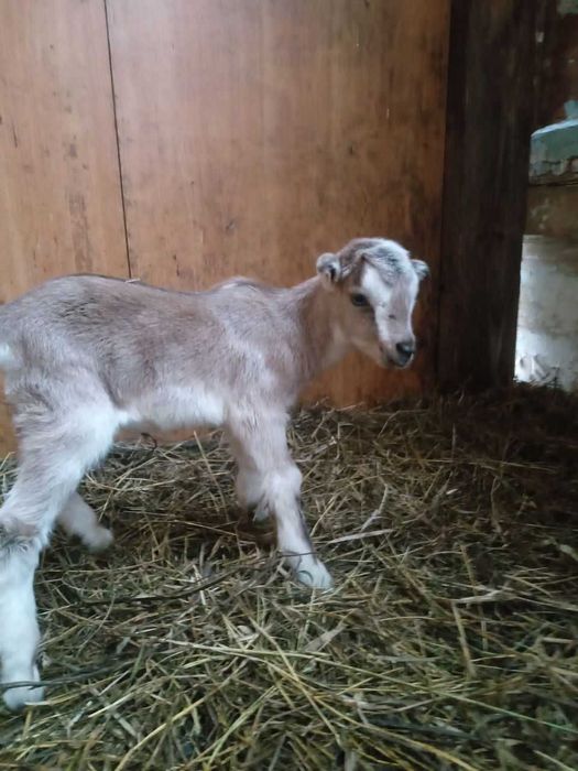 Козочка ламанче-нубійська