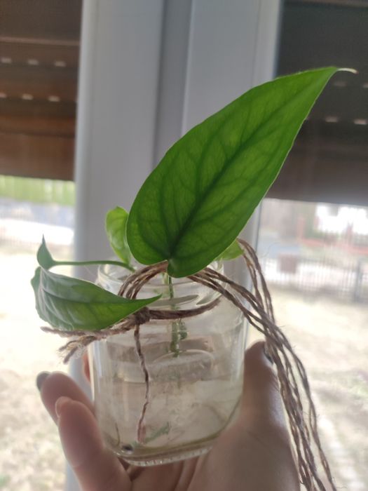 Monstera siltepecana SADZONKA