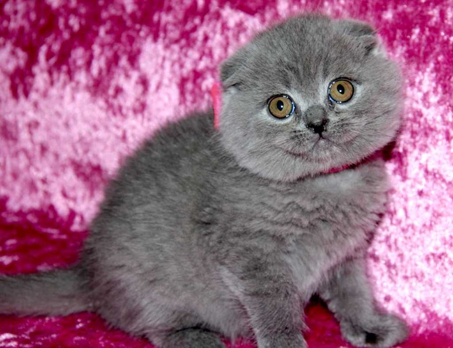 Шотландские вислоухие котята
