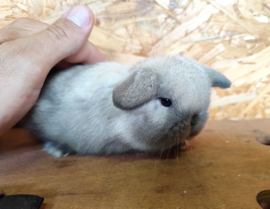 Hodowla PIĘKNY Mini Lop Karzełek Rex królik miniaturka baranek teddy