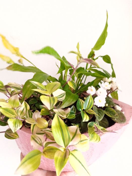 Plantas de interior e exterior