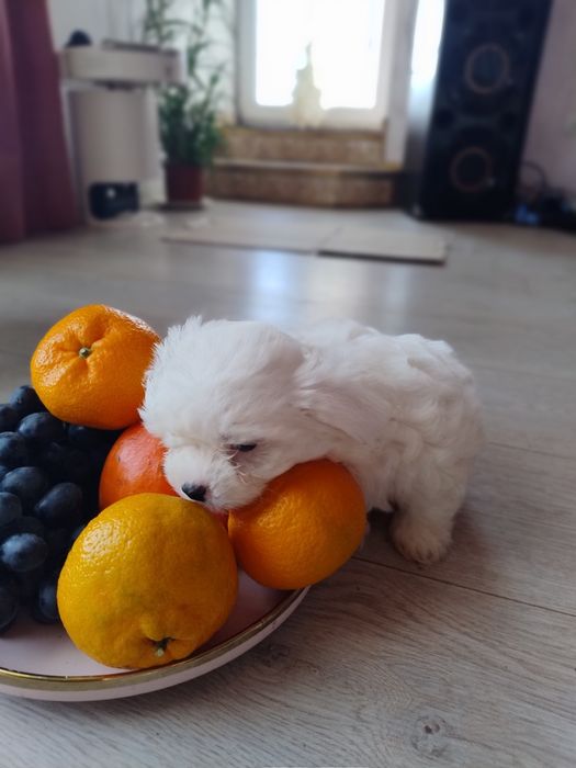 Міні мальтійська болонка мальтезеьтезе