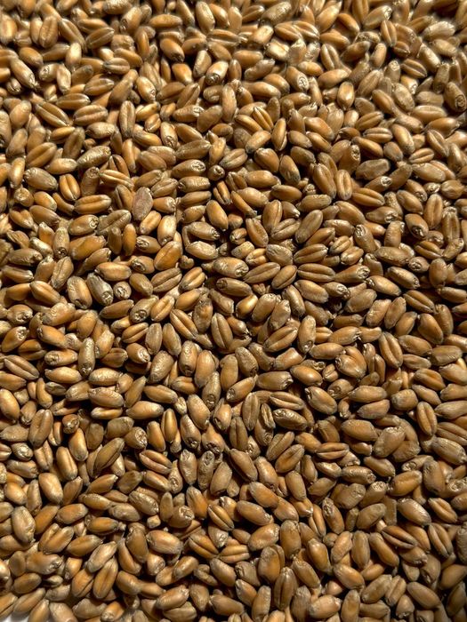 Зерно, пшениця!!