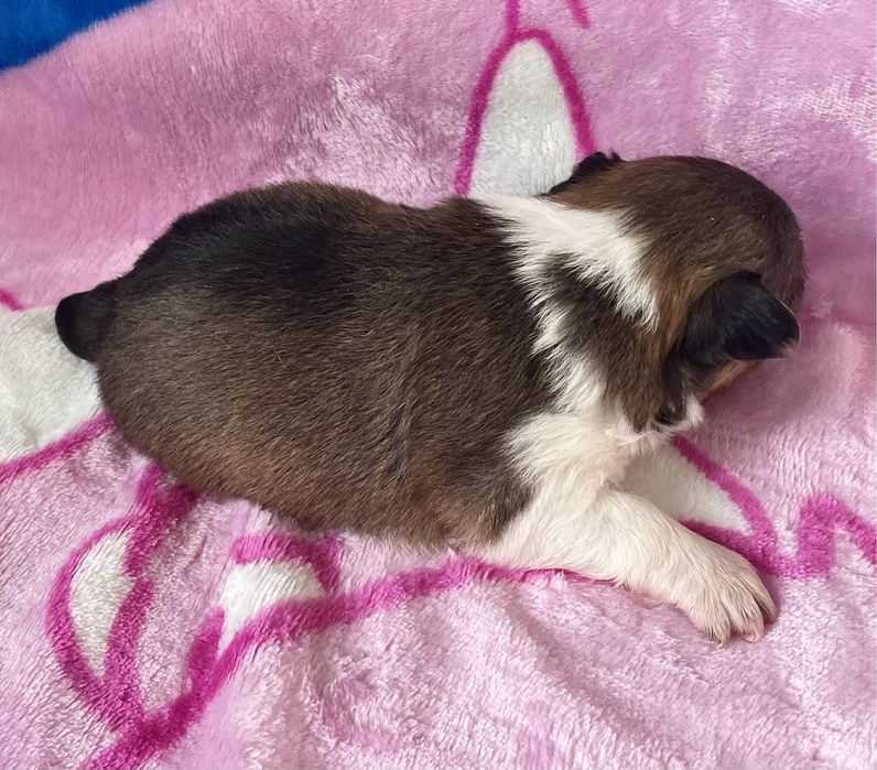 Chihuahua Cudny piesek dlugowlosy KOKO