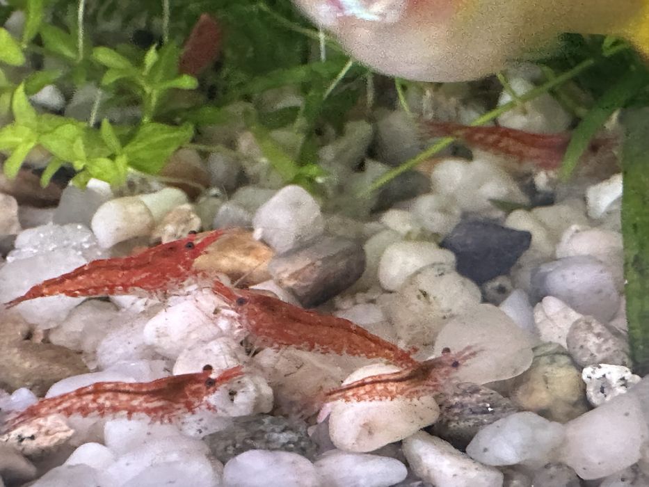 Krewetki red scherry.