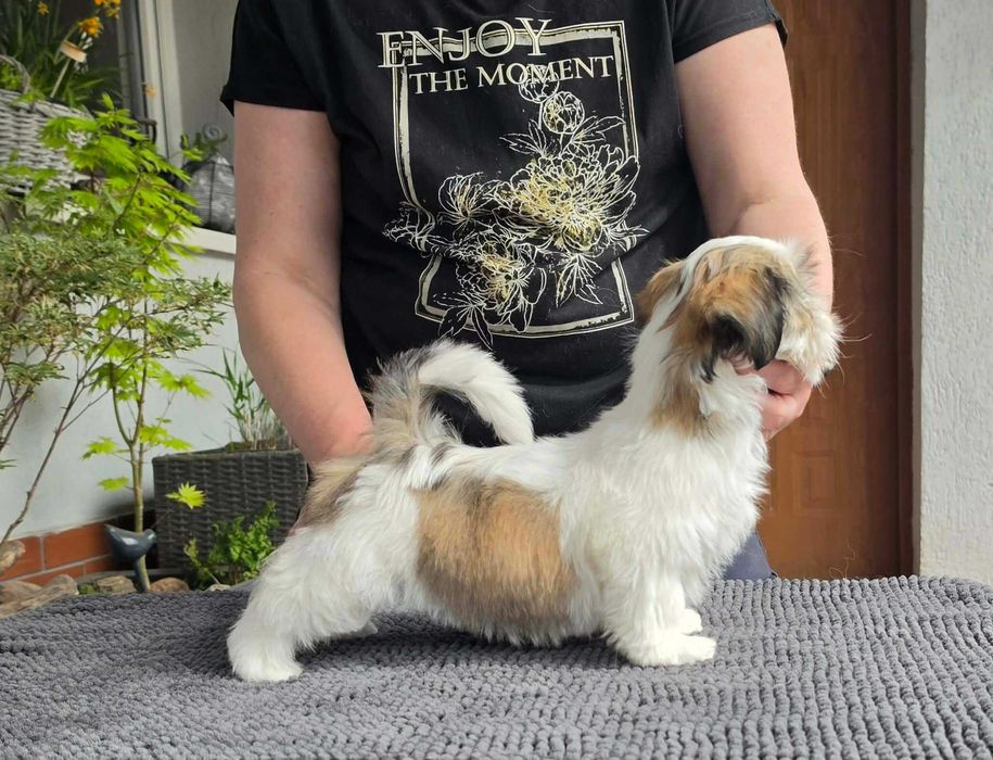 Lhasa apso - suczka z super pochodzeniem ZKwP/FCI