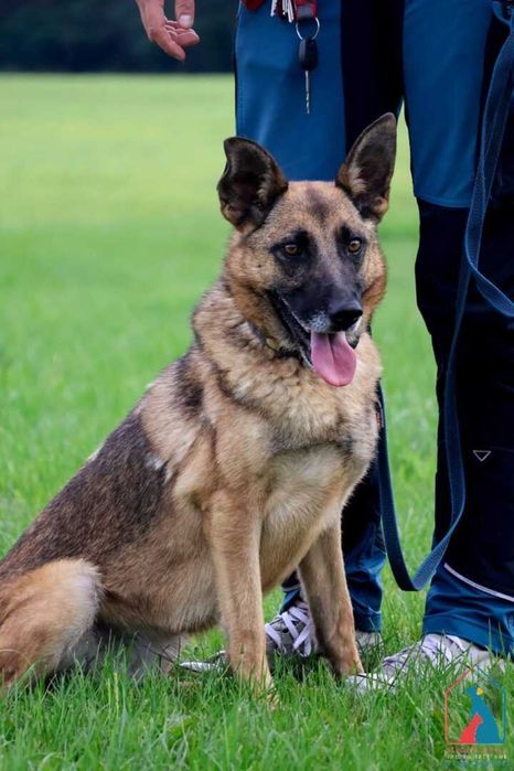 Energiczna i oddana w typie owczarka belgijskiego, 4 lata - do adopcji