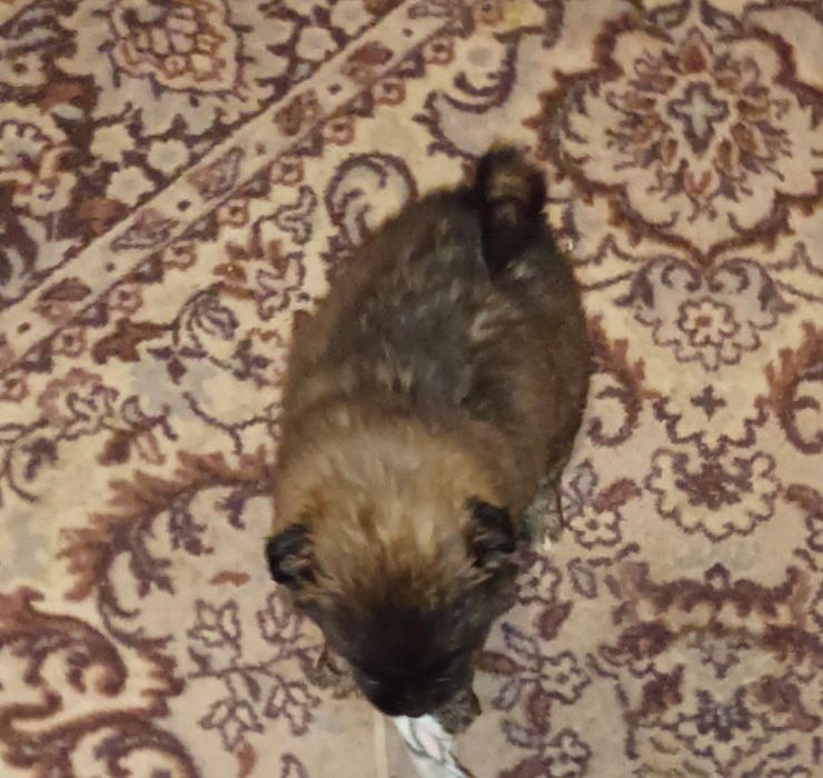 віддамо в добрі руки