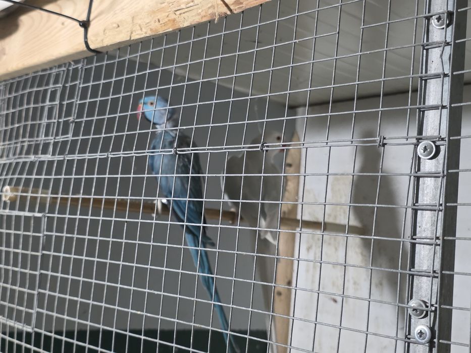 Casais de ringnecks adultos
