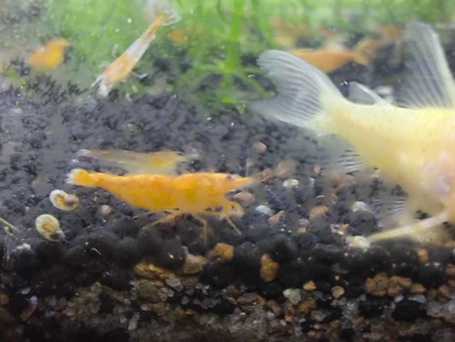 Neocaridina orange