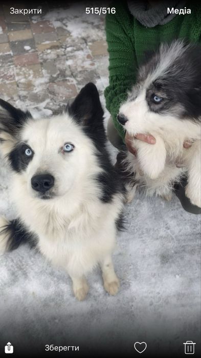 Щенки Якутской лайки