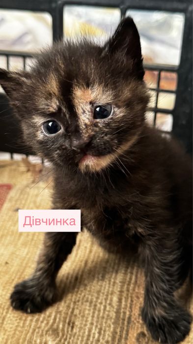 Кошенята шукають сімʼю!!!Безкоштовно!!!