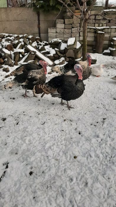 Sprzedam Indory z wolnego wybiegu