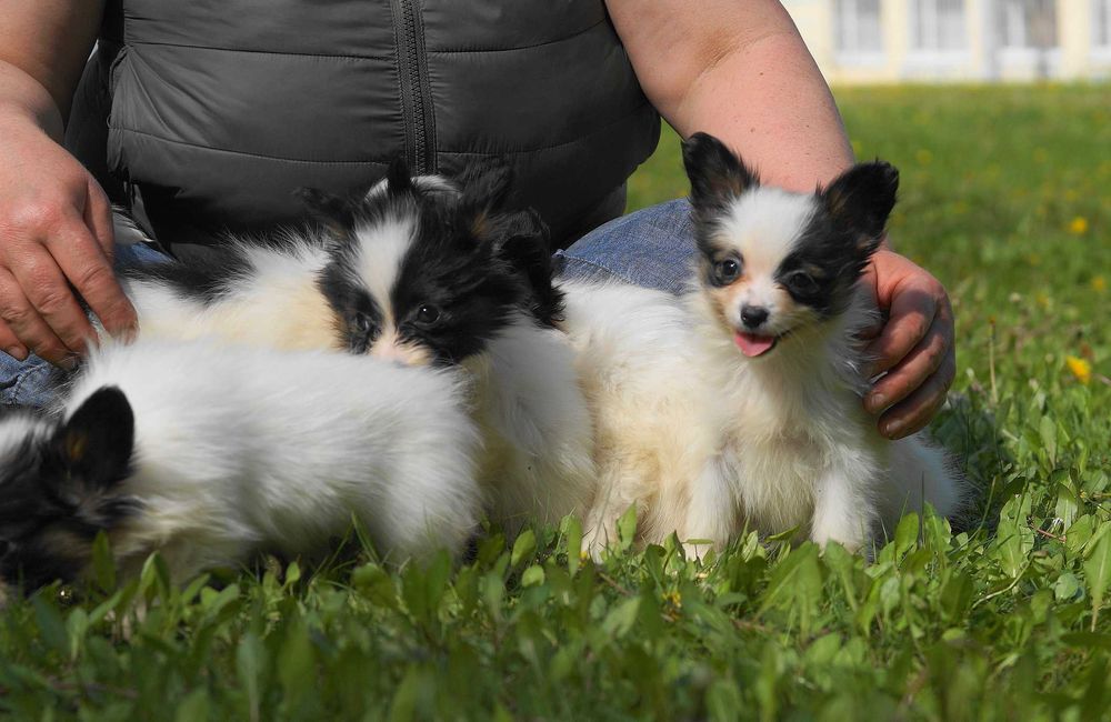 Папийон папильон бабочки