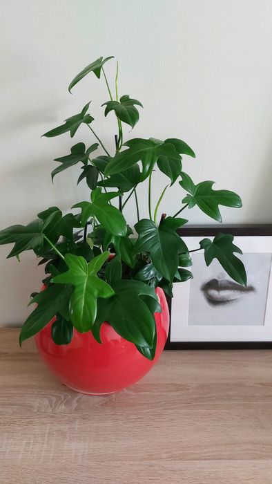 Филодендрон, комнатные цветы