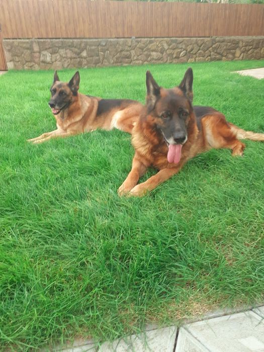 Породиста німецька вівчарка.