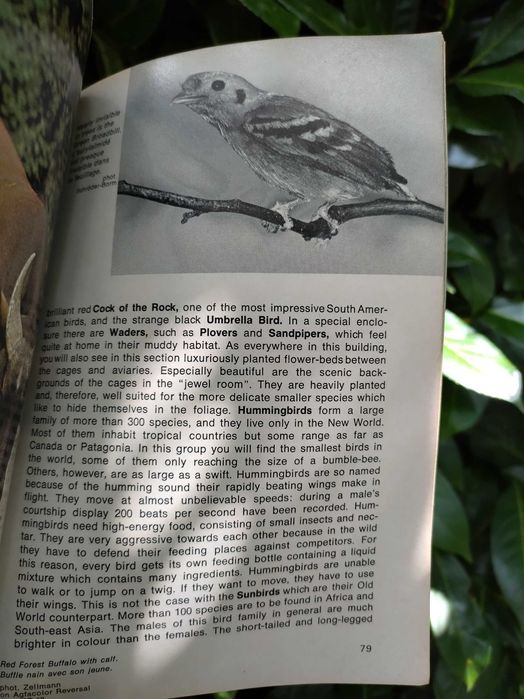 Berlin Zoo - Guide to the Berlin Zoological Garden64398289011075124