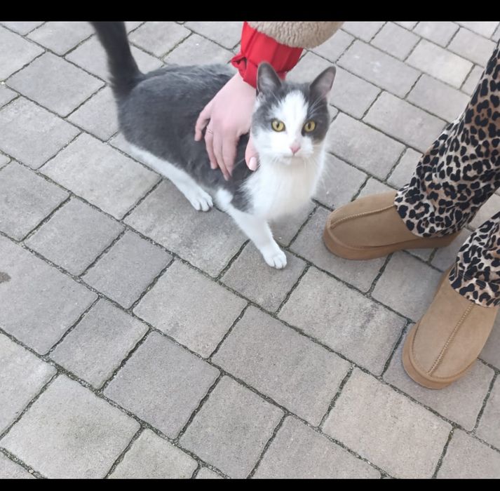 Znaleziono kota - kot szuka domu