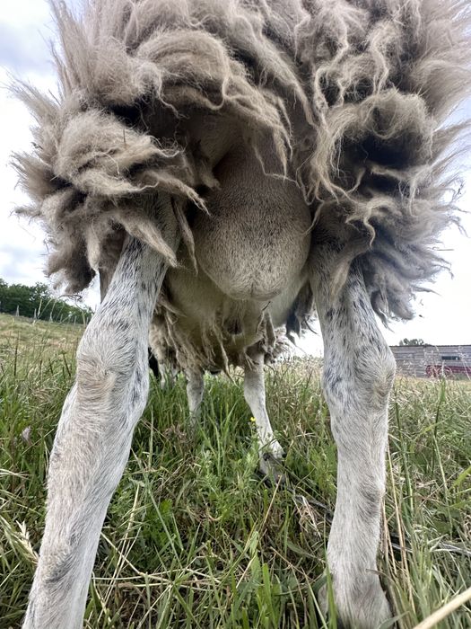 Баран на племя. Кросс дорпер, баран дорпер f1