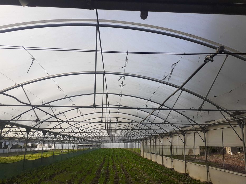 Estrutura de estufas + rega de micro aspersão