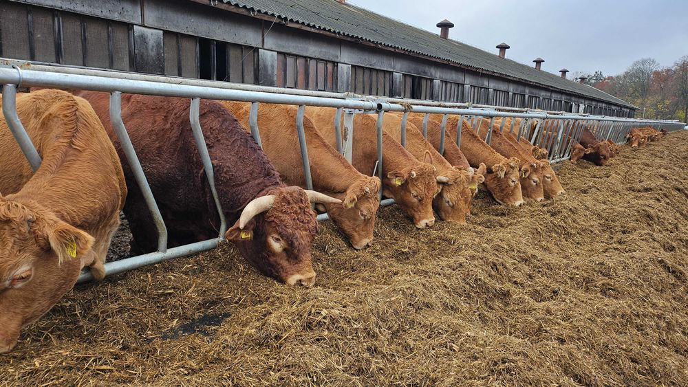 Drabina paszowa mocna solidna, skosna zetka