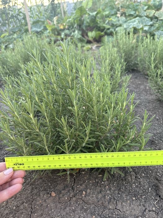 Розмарин зимуючий