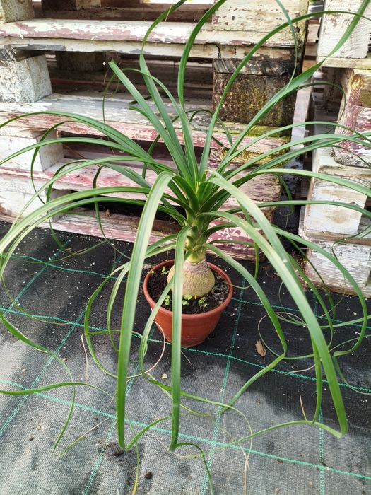 Pata de Elefante (Beaucarnea recurvata) - planta em vaso