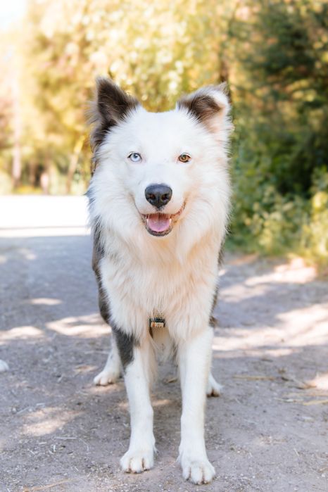 Cadela border collie