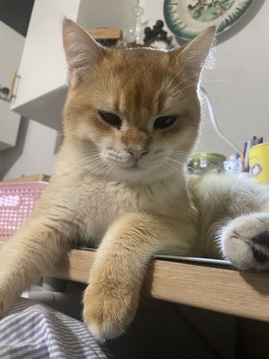 Scottish Straight - Golden