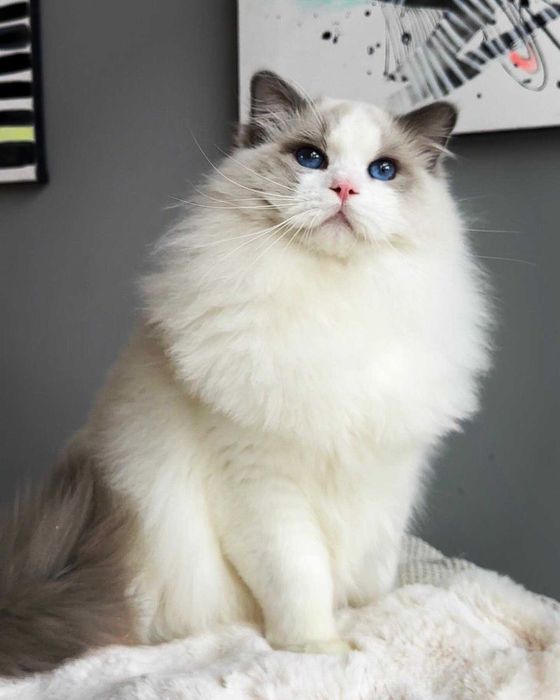 Ragdoll - kocurek przytulas z rodowodem